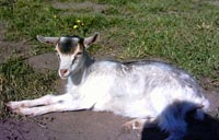 Biquette, pensive...