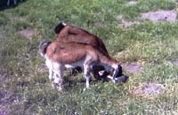 Biquettes au casse-croûte