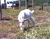 Une petite chèvre joueuse !