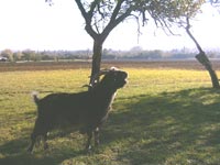 Matcho à contre-jour