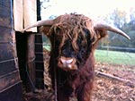 Telamon, un magnifique Highland Cattle